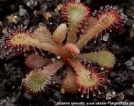 www.venus-fliegenfalle.de  Drosera venusta