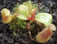 Nepenthes truncata 2018 demnaechst www.venus-fliegenfalle.de Nepenthes truncata am 19.05.2011 www.venus-fliegenfalle.de