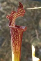 sarracenia x excellens