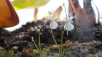 Utricularia sandersoniis im Nepenthes Terrarium www.venus-fliegenfalle.de Utricularia sandersoniis im Nepenthes Terrarium www.venus-fliegenfalle.de
