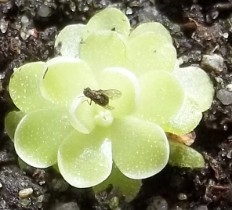 Pinguicula jaumavensis erfolgreich