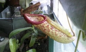 Nepenthes Maxima 