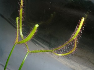 Drosera binata erfolgreich www.venus-fliegenfalle.de Drosera binata erfolgreich www.venus-fliegenfalle.de