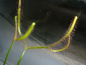 Drosera binata erfolgreich www.venus-fliegenfalle.de