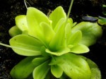 pinguicula x weser www.venus-fliegenfalle.de