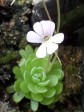 Pinguicula jaumavensis www.venus-fliegenfalle.de