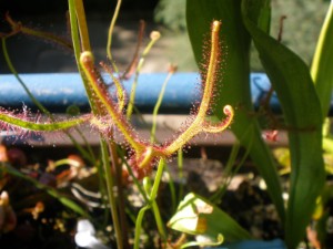 Drosera binata Balkon www.venus-fliegenfalle.de Drosera binata Balkon www.venus-fliegenfalle.de